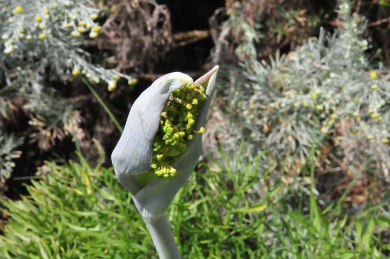Thapsia garganica / Firrastrina comune